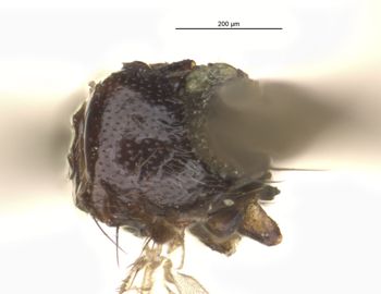 Media type: image;   Entomology 13447 Aspect: habitus dorsal view